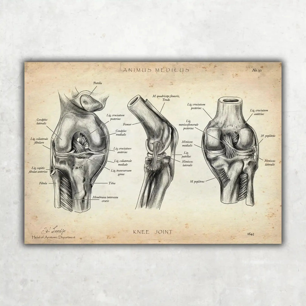 Physio Love Bundle - Animus Medicus GmbH