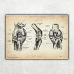 Physio Love Bundle - Animus Medicus GmbH