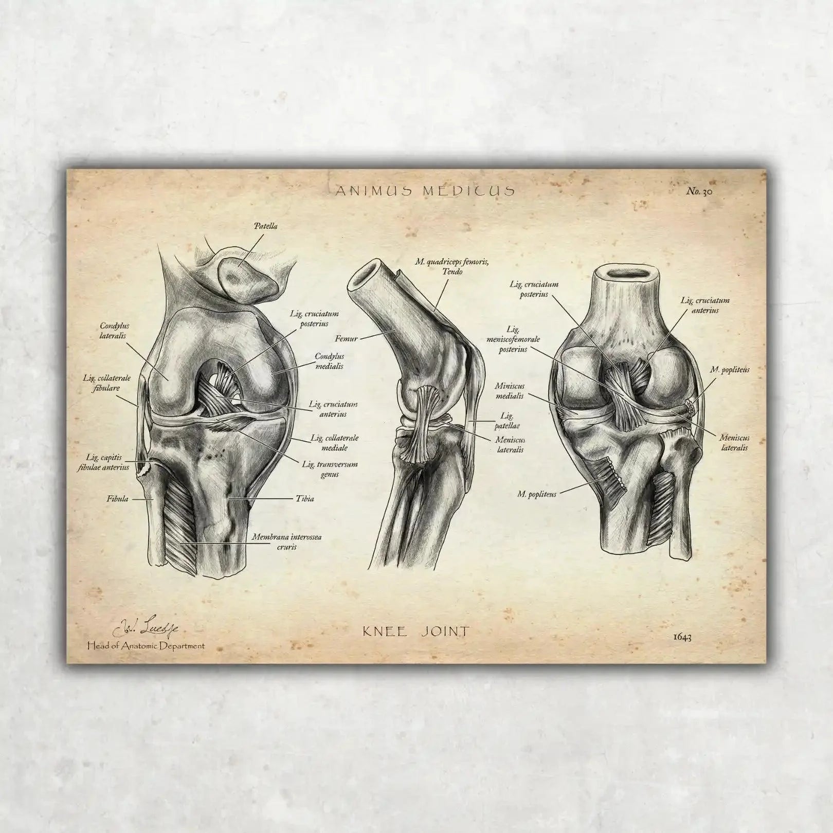 Physio Love Bundle - Animus Medicus GmbH