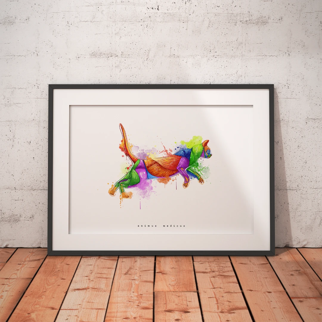 Katze Anatomie - Rainbow