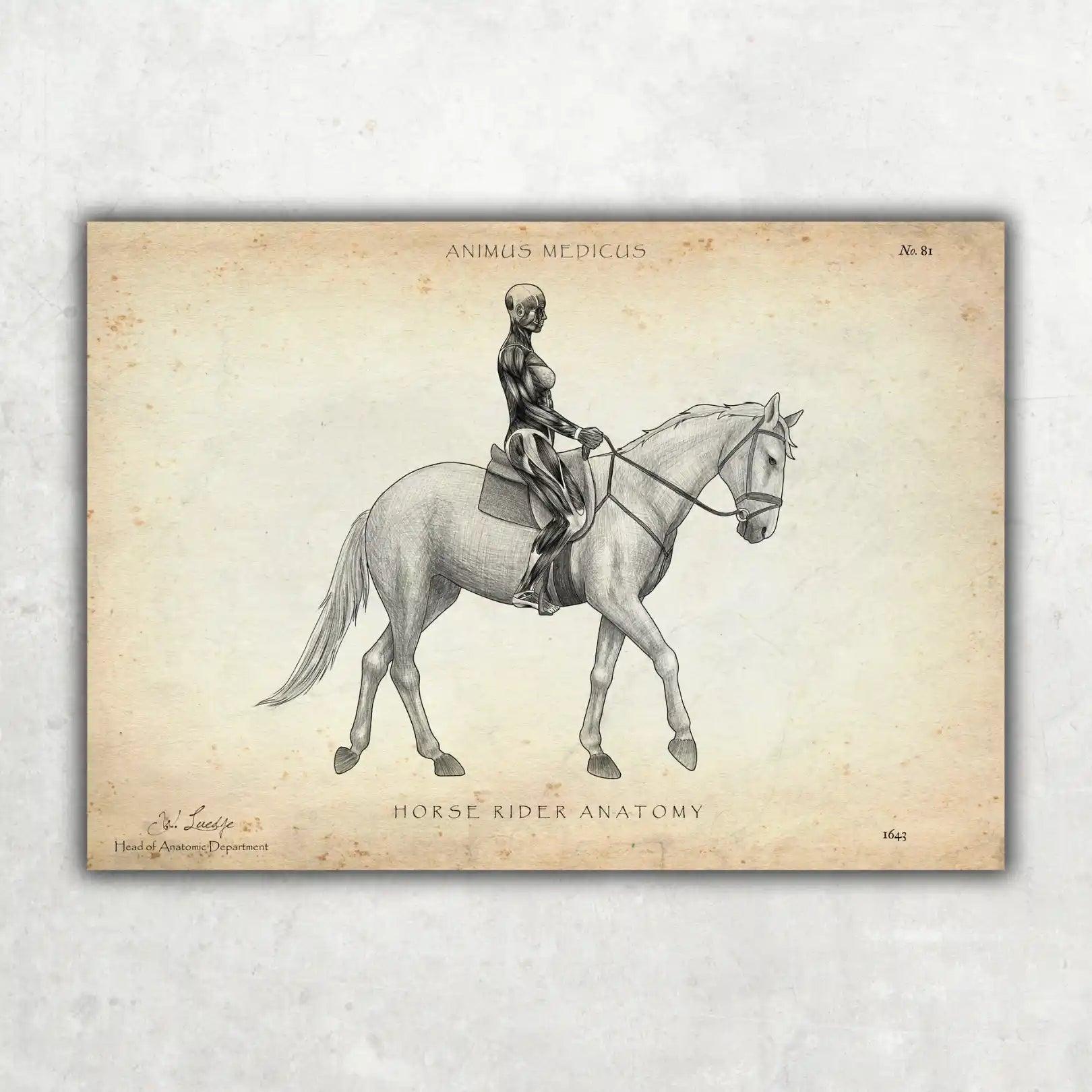 Reiten Anatomie Poster - Animus Medicus GmbH