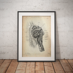 Rotatorenmanschette Anatomie - Animus Medicus GmbH