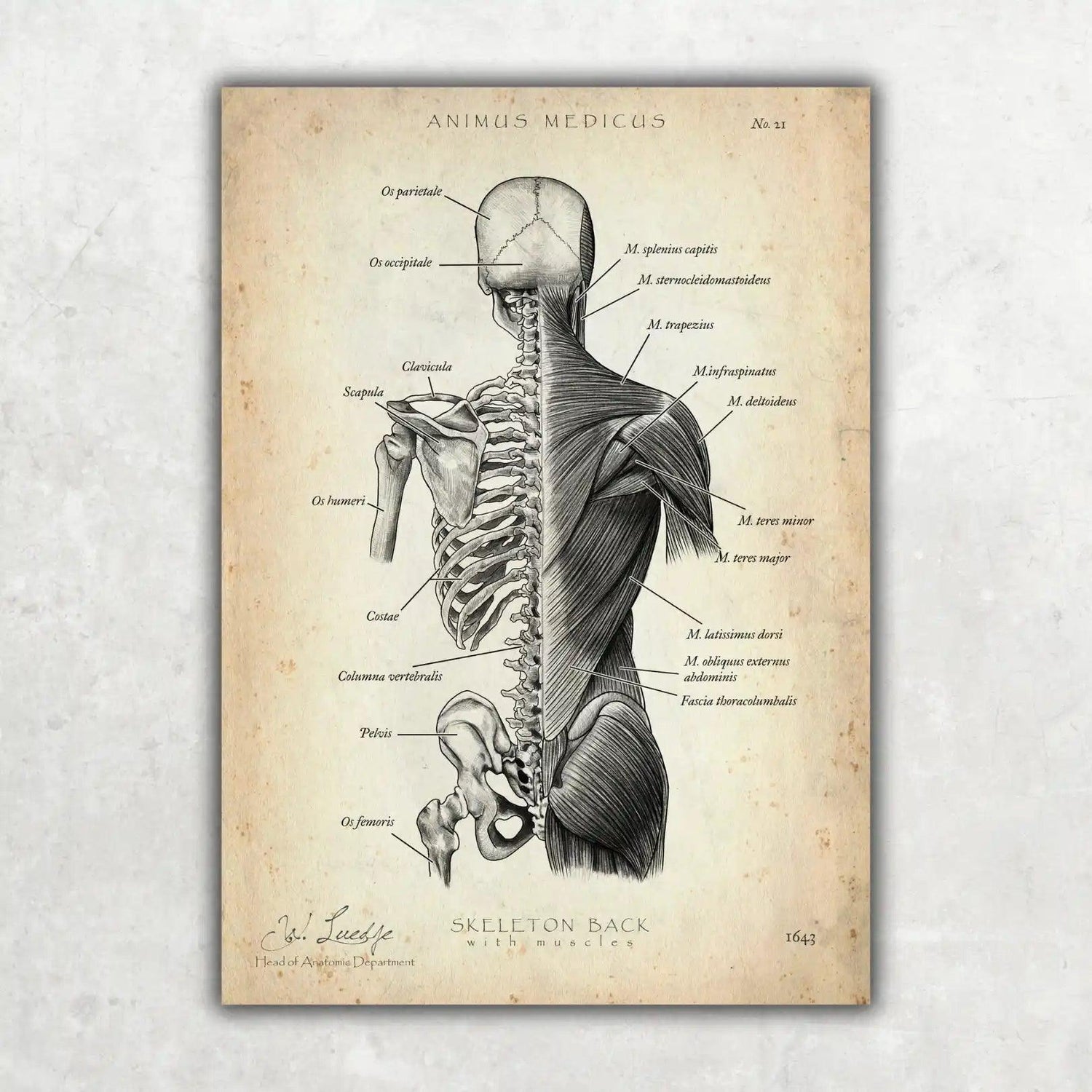 Rücken Anatomie | Knochen und Muskeln - Animus Medicus GmbH
