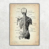 Rücken Anatomie | Knochen und Muskeln - Animus Medicus GmbH