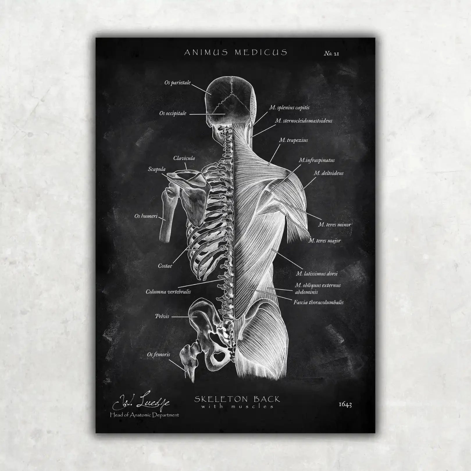 Medstudent Super Bundle