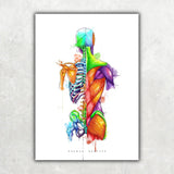 Rücken Anatomie - Rainbow - Animus Medicus GmbH
