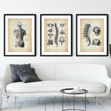 Rücken Anatomie Sammlung - Animus Medicus GmbH