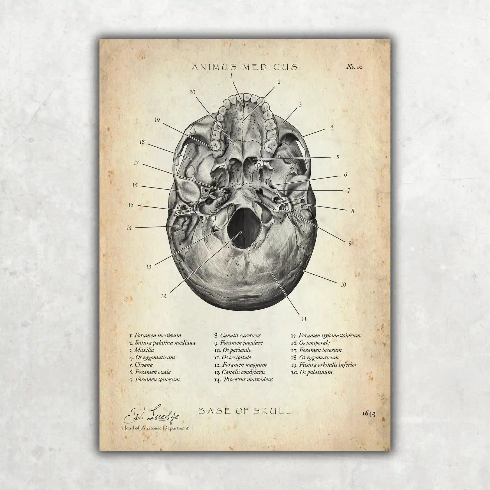 Schädelbasis Anatomie - Animus Medicus GmbH