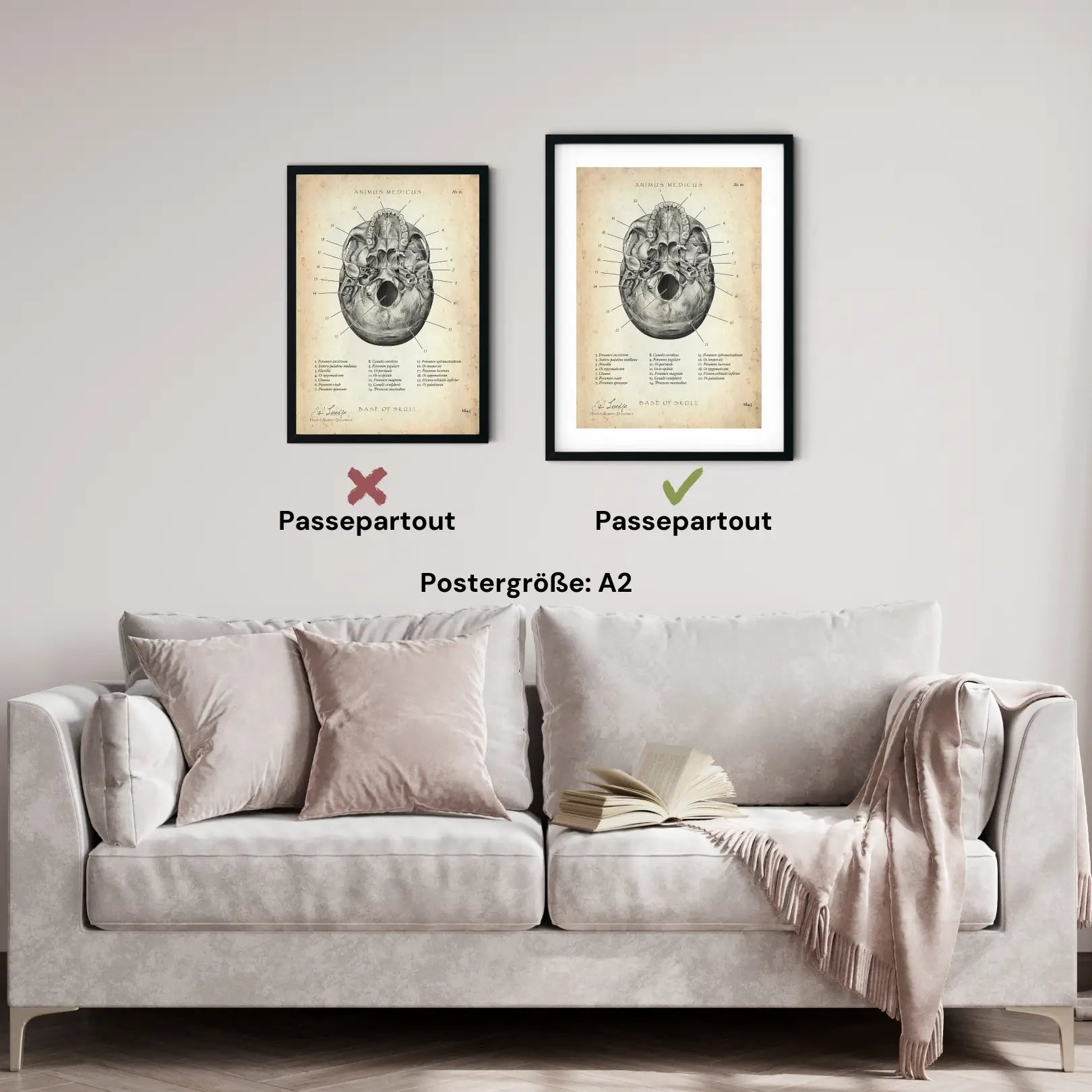 Schädelbasis Anatomie - Animus Medicus GmbH
