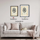 Schädelbasis Anatomie - Animus Medicus GmbH