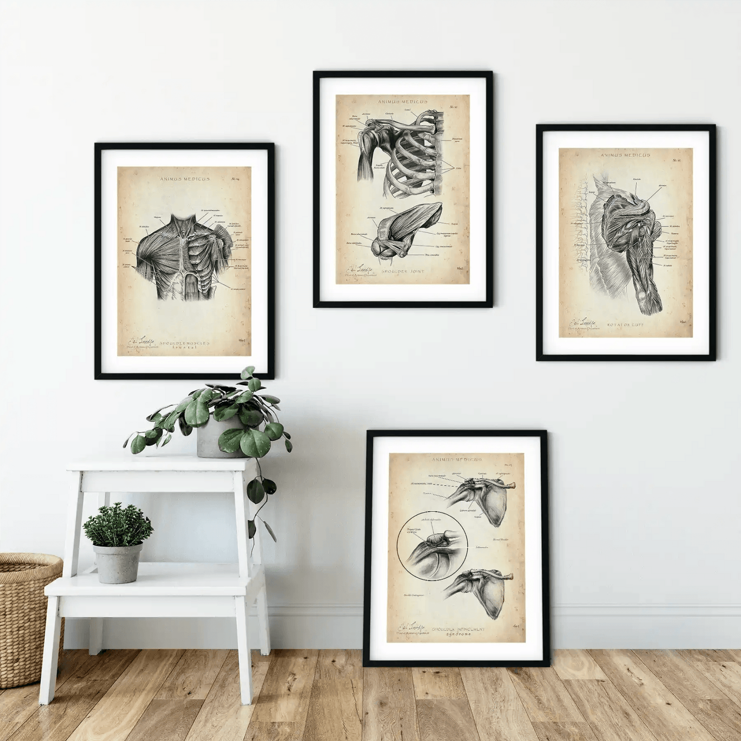 Schulter Anatomie Sammlung - Animus Medicus GmbH