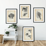 Schulter Anatomie Sammlung - Animus Medicus GmbH