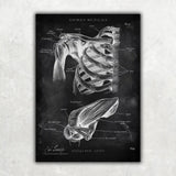 Schulter Anatomie Sammlung - Chalkboard - Animus Medicus GmbH