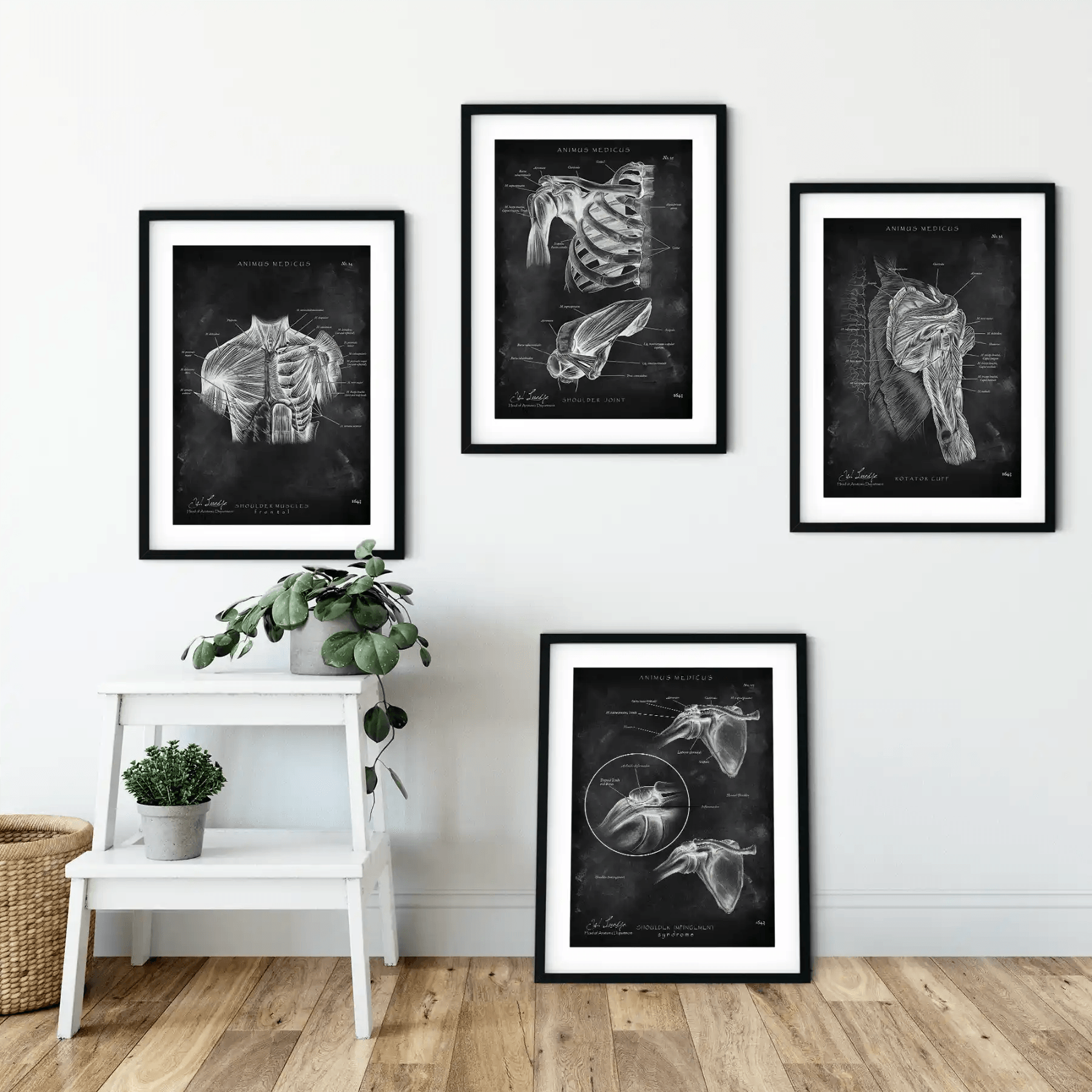 Schulter Anatomie Sammlung - Chalkboard - Animus Medicus GmbH