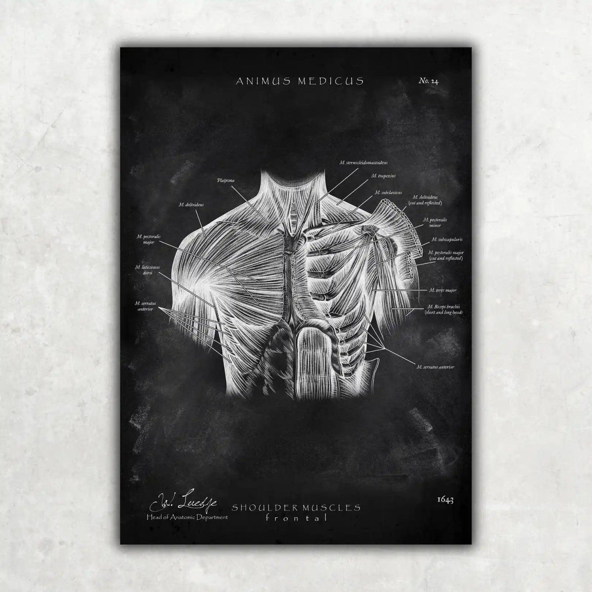 Schulter Muskulatur - Chalkboard - Animus Medicus GmbH
