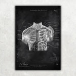 Schulter Muskulatur - Chalkboard - Animus Medicus GmbH