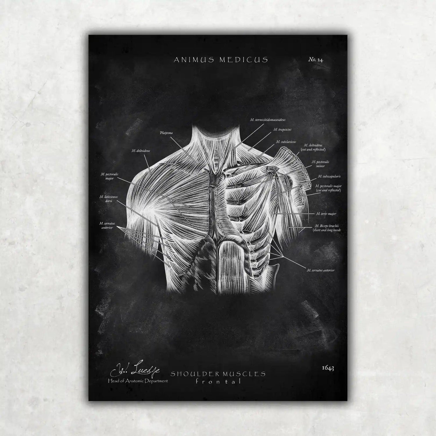 Schulter Muskulatur - Chalkboard - Animus Medicus GmbH