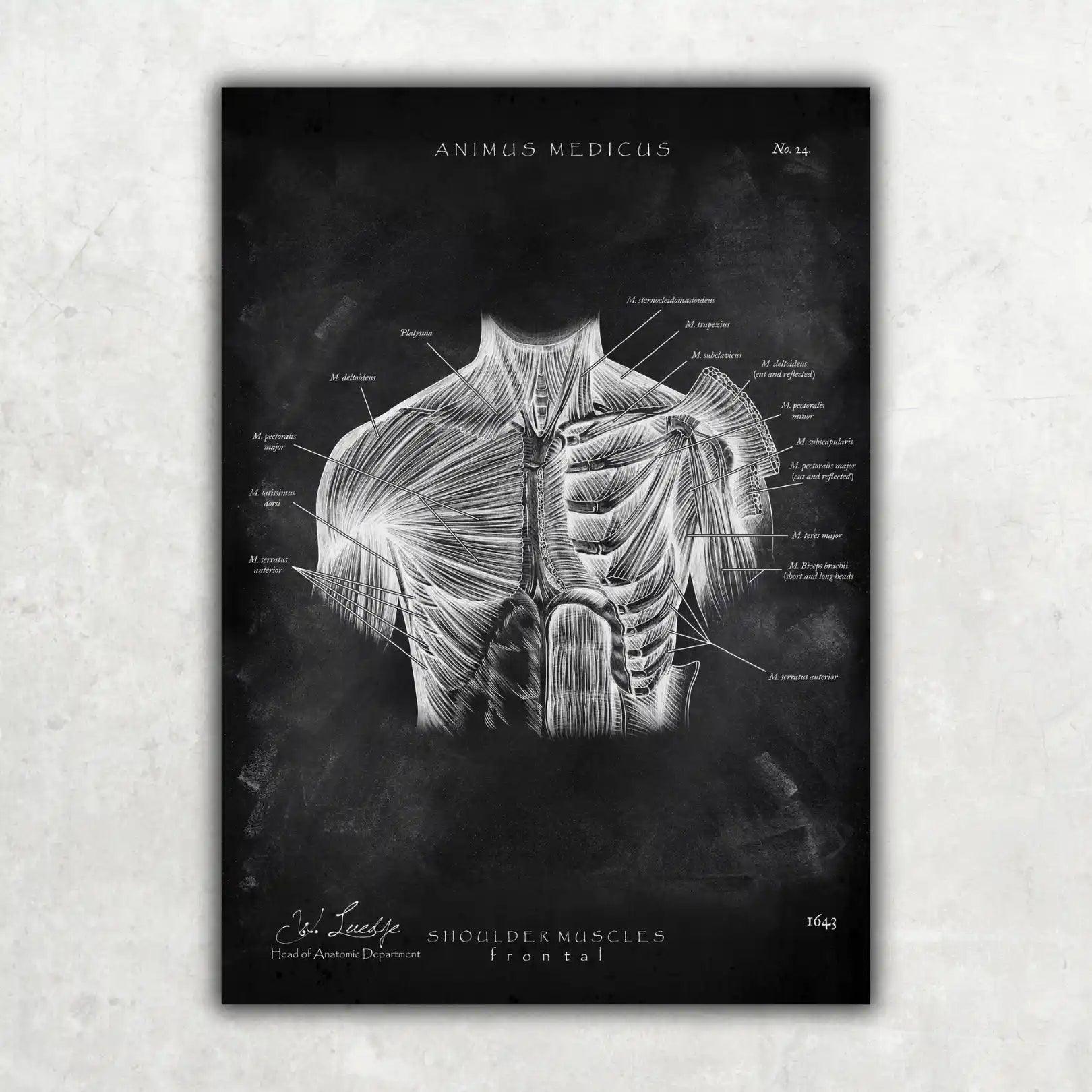 Schulter Muskulatur - Chalkboard - Animus Medicus GmbH