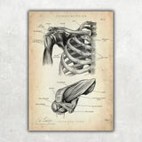 Schultergelenk Anatomie - Animus Medicus GmbH