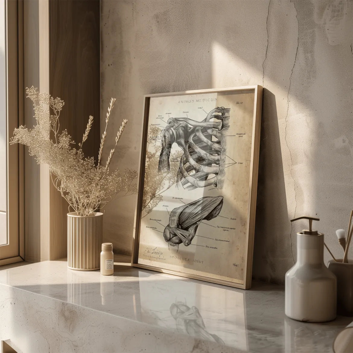 Schultergelenk Anatomie - Animus Medicus GmbH