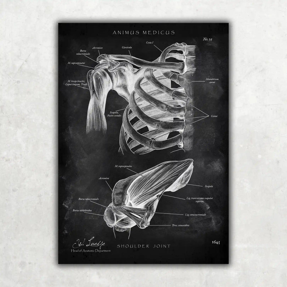 Schultergelenk Anatomie - Chalkboard - Animus Medicus GmbH