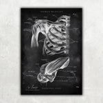 Schultergelenk Anatomie - Chalkboard - Animus Medicus GmbH