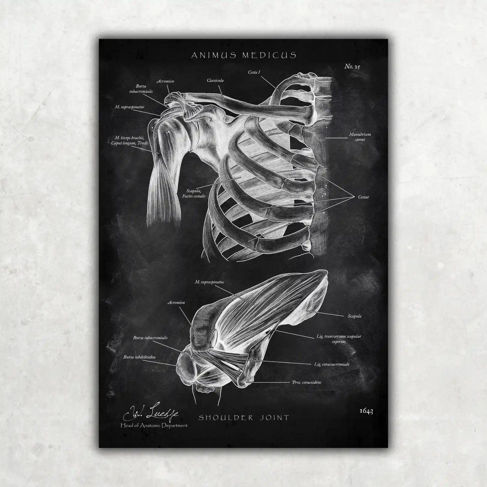 Schultergelenk Anatomie - Chalkboard - Animus Medicus GmbH