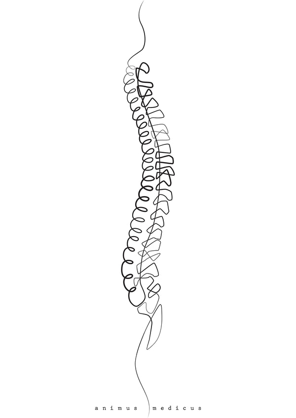 Wirbelsäule Anatomie Minimalist