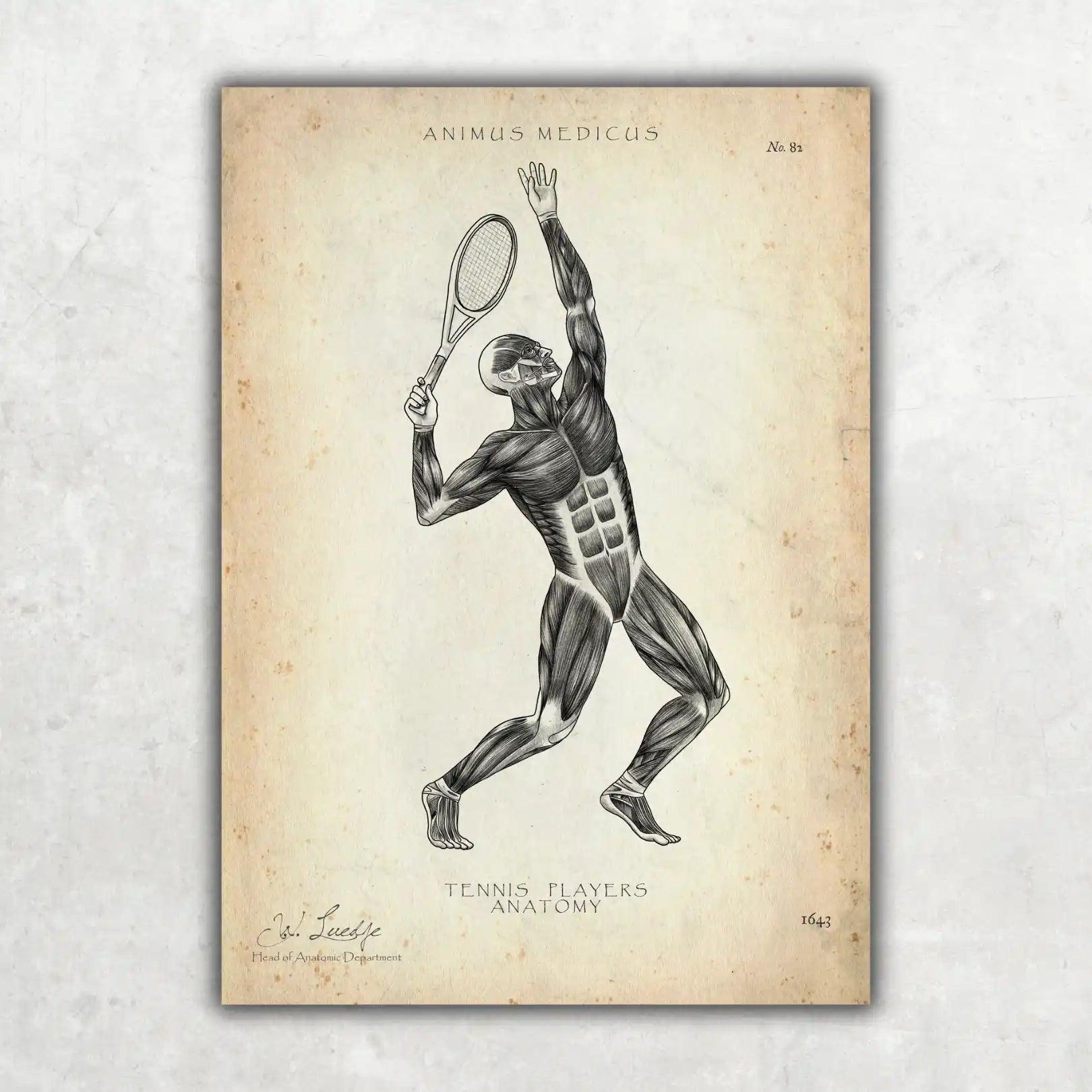 Tennis Anatomie Poster - Animus Medicus GmbH