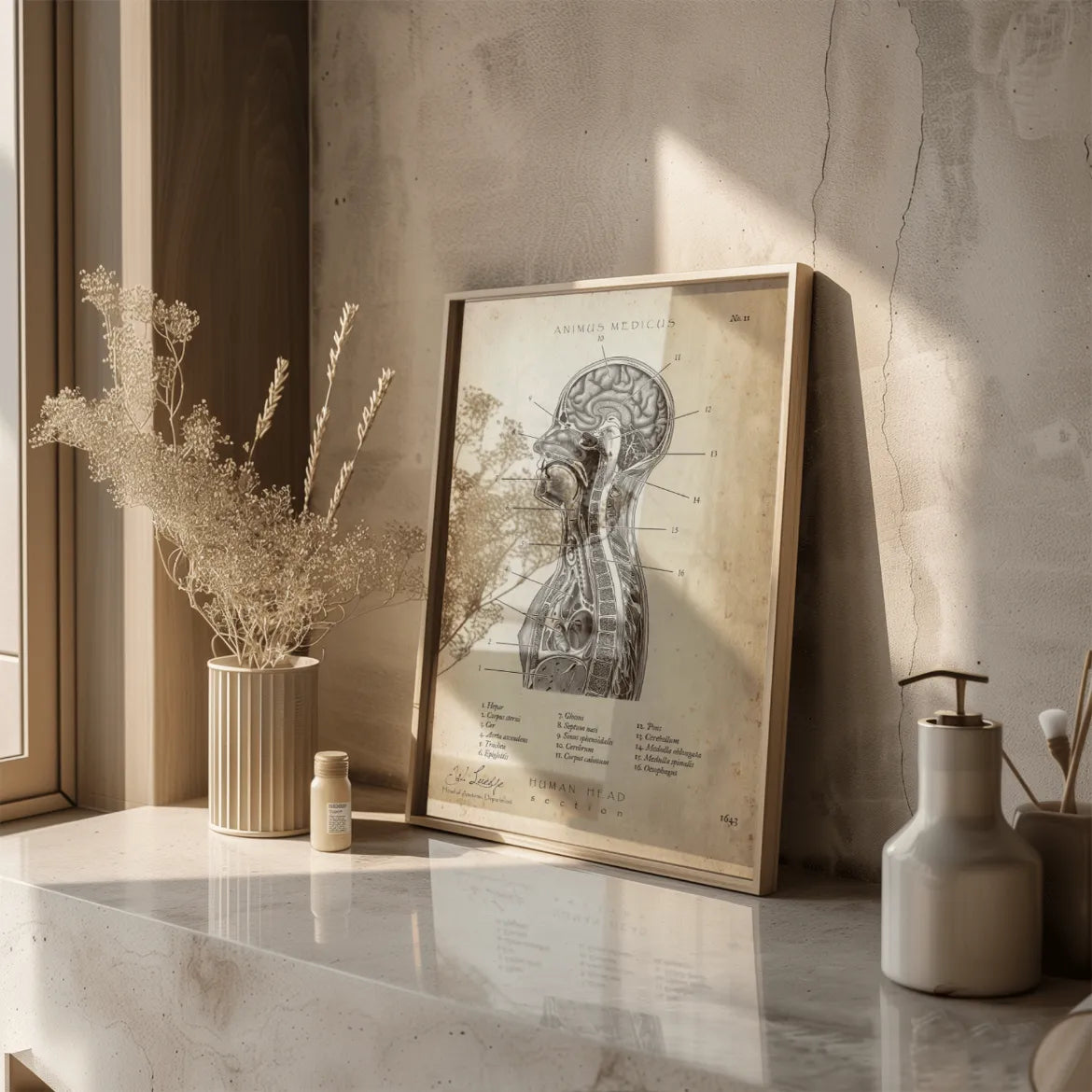 Thorax Anatomie - Animus Medicus GmbH