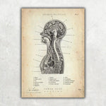 Thorax Anatomie - Animus Medicus GmbH