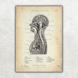Thorax Anatomie - Animus Medicus GmbH