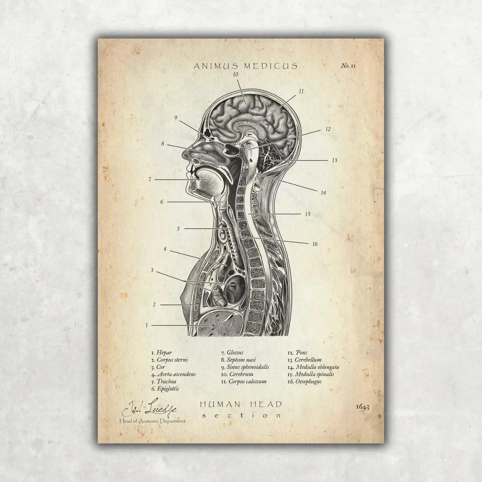 Thorax Anatomie - Animus Medicus GmbH