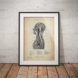 Thorax Anatomie - Animus Medicus GmbH