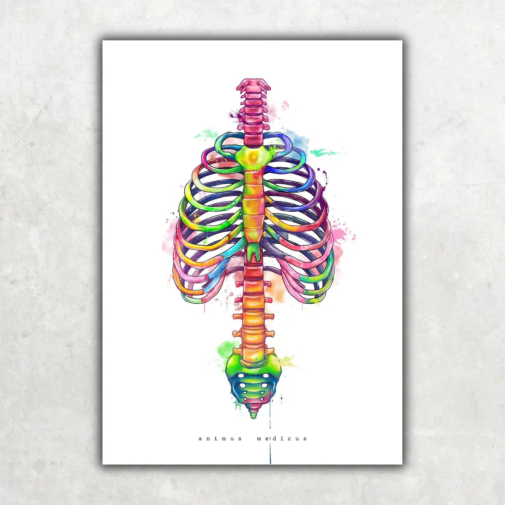 Thorax Anatomie - Rainbow - Animus Medicus GmbH