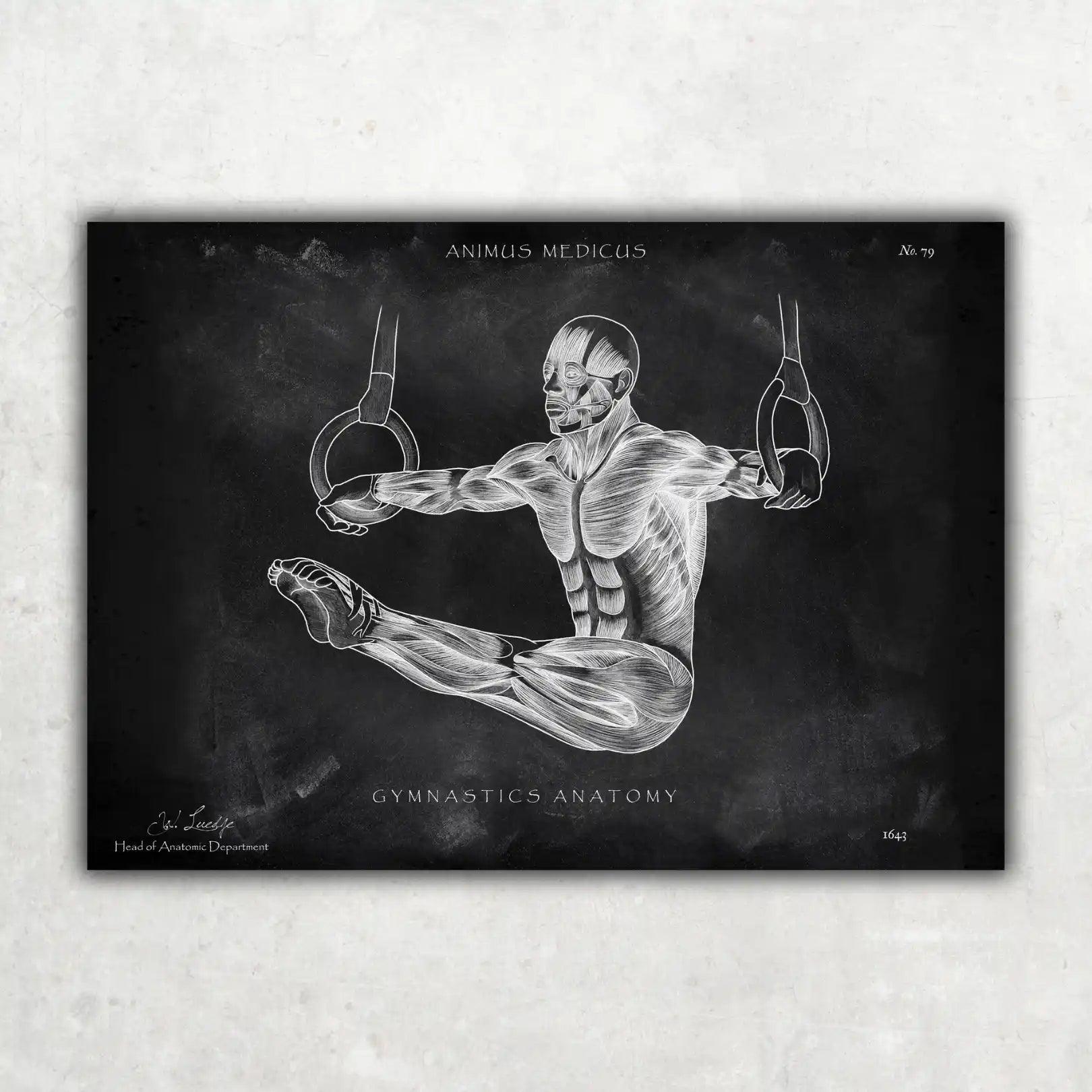 Turnen Anatomie Poster - Chalkboard - Animus Medicus GmbH