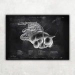 Verdauungssystem der Kuh - Chalkboard - Animus Medicus GmbH