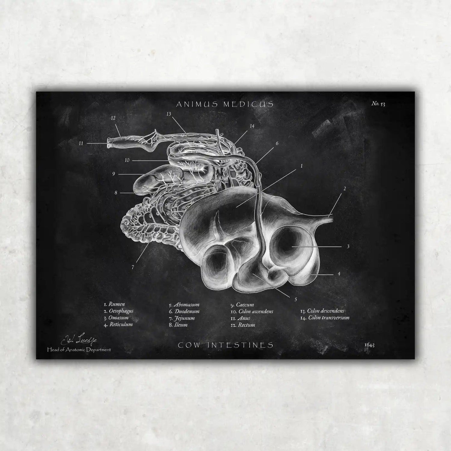 Verdauungssystem der Kuh - Chalkboard - Animus Medicus GmbH