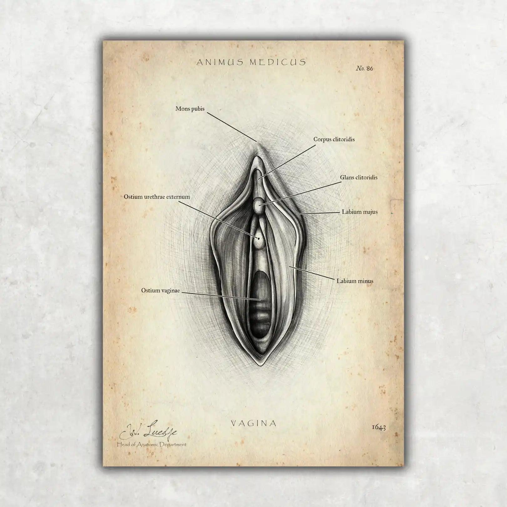 Vulva Anatomie Poster - Animus Medicus GmbH