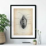 Vulva Anatomie Poster - Animus Medicus GmbH