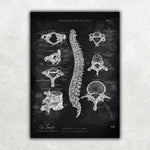 Wirbelkörper Anatomie - Chalkboard - Animus Medicus GmbH