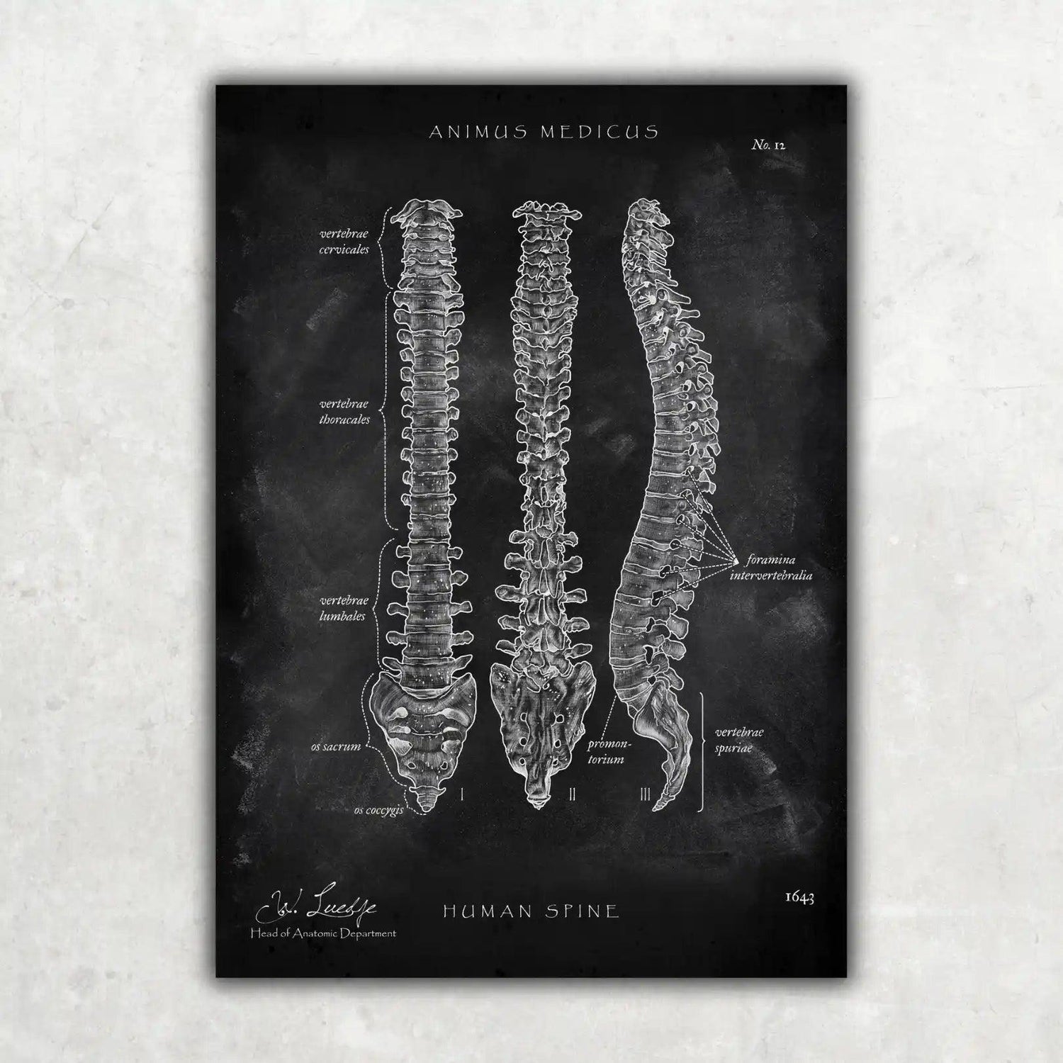 Wirbelsäule | Aufbau und Anatomie - Chalkboard - Animus Medicus GmbH