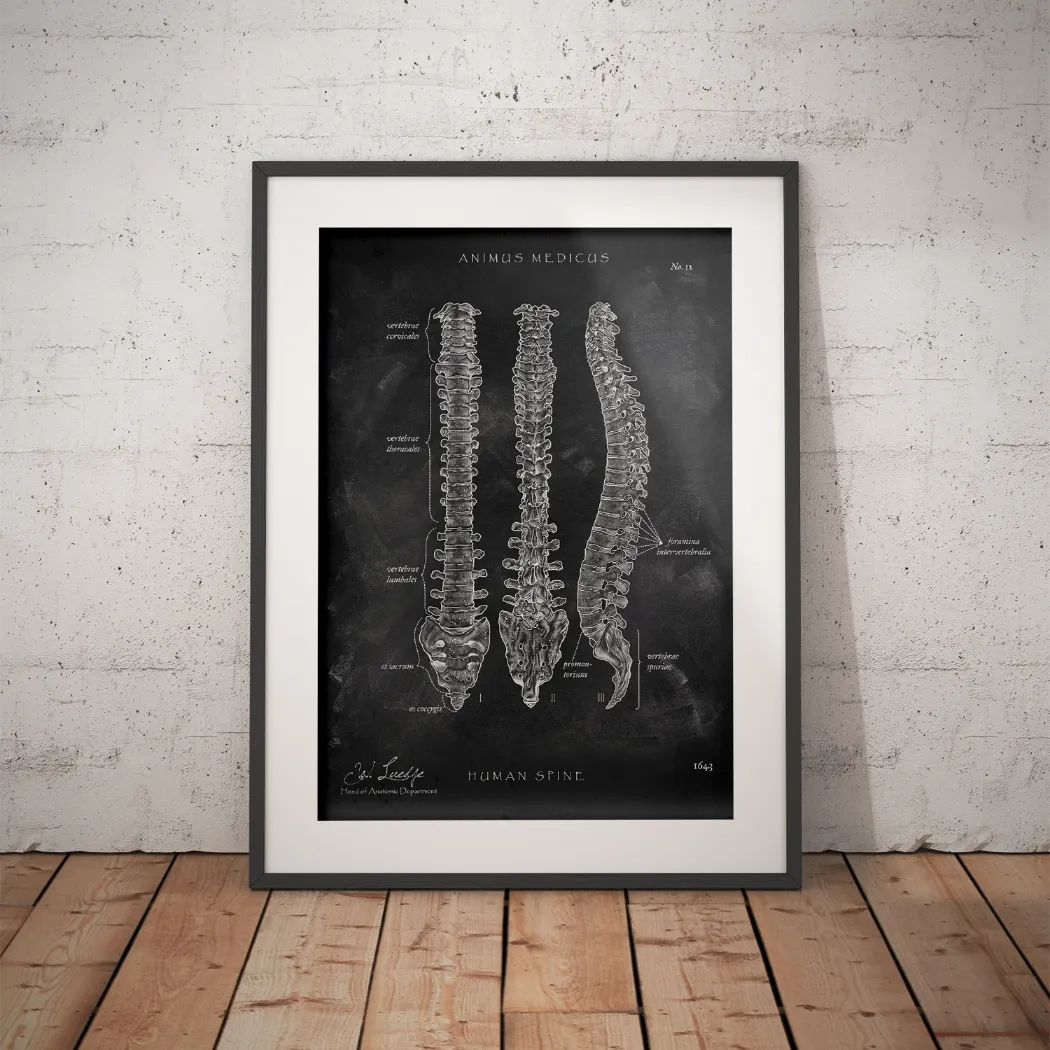 Wirbelsäule | Aufbau und Anatomie - Chalkboard - Animus Medicus GmbH