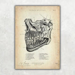 Zahn Innervation - Animus Medicus GmbH