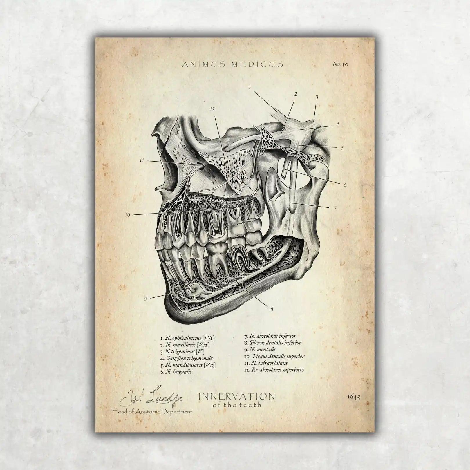 Zahn Innervation - Animus Medicus GmbH